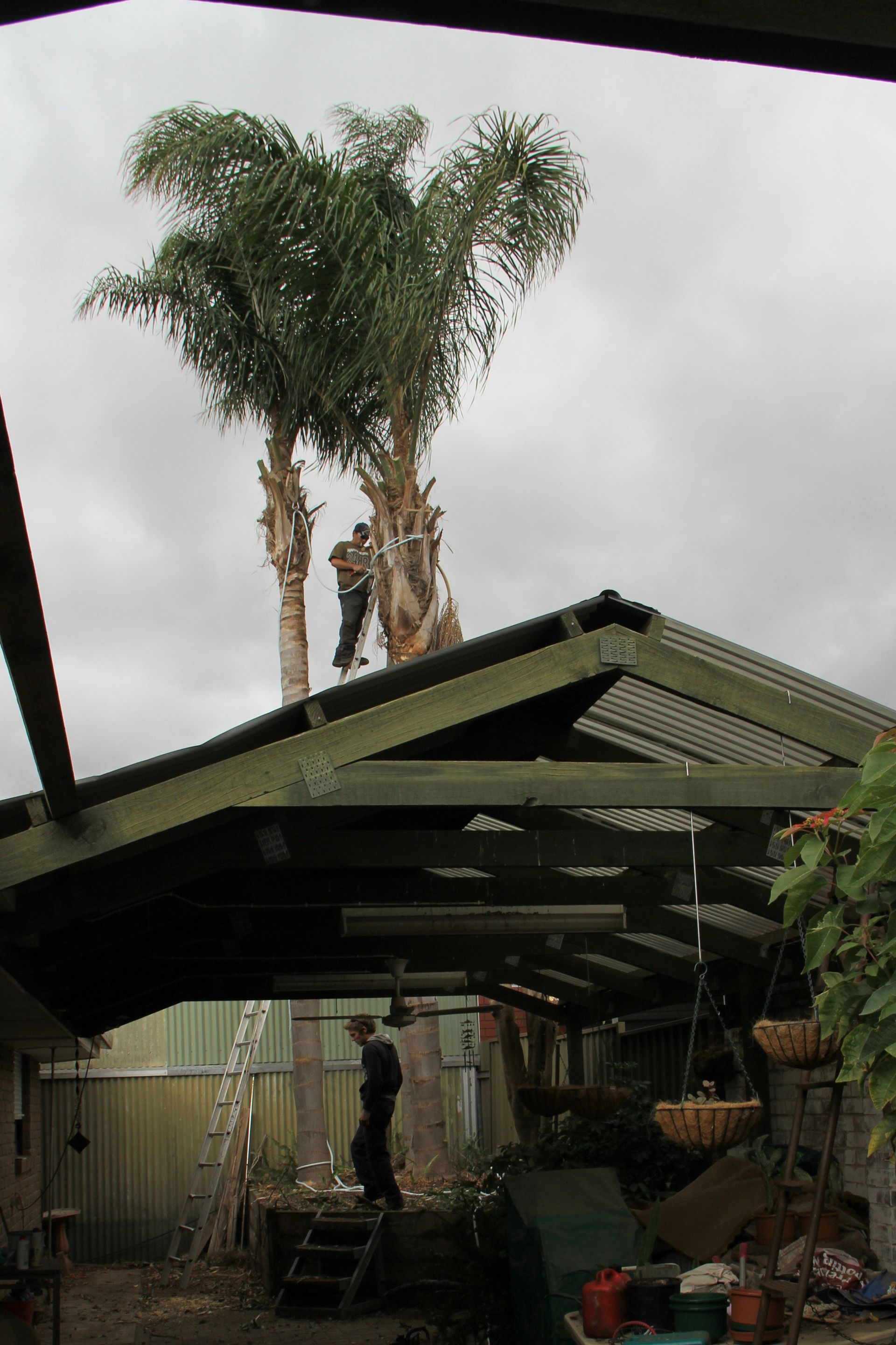 Palm Tree Removal Adelaide Your Palm Tree Removal Services in Adelaide CTL Services